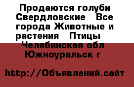 Продаются голуби Свердловские - Все города Животные и растения » Птицы   . Челябинская обл.,Южноуральск г.